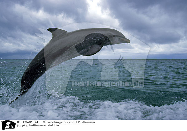 jumping bottle-nosed dolphin / PW-01374