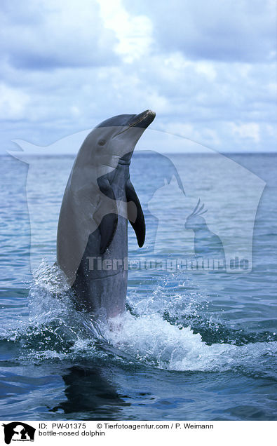 bottle-nosed dolphin / PW-01375