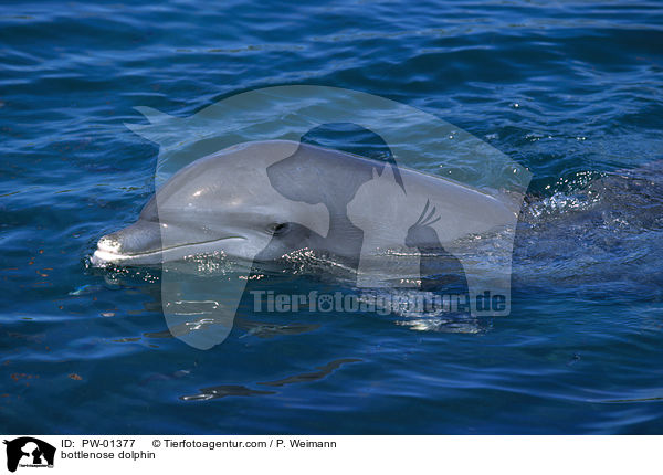 bottlenose dolphin / PW-01377