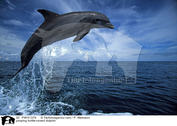 jumping bottle-nosed dolphin / PW-01379