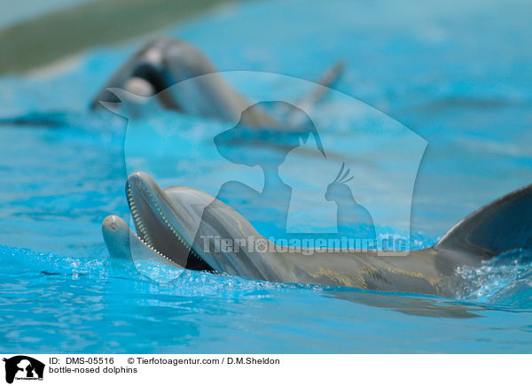 bottle-nosed dolphins / DMS-05516