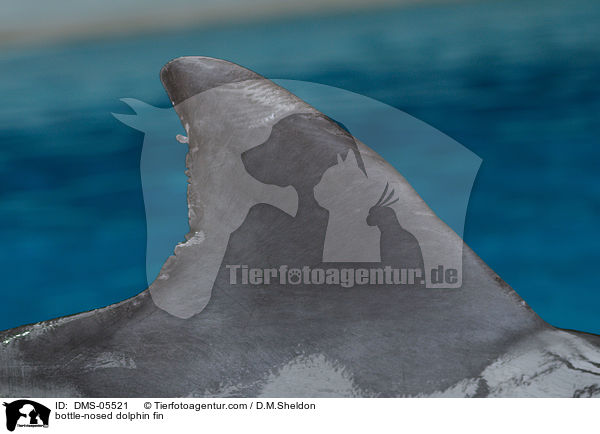bottle-nosed dolphin fin / DMS-05521