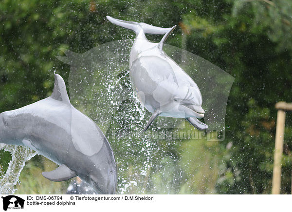 bottle-nosed dolphins / DMS-06794
