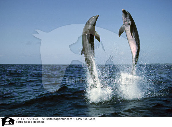 bottle-nosed dolphins / FLPA-01825