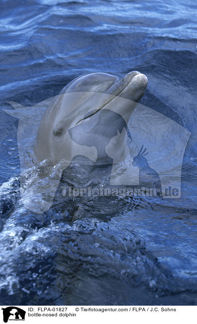 bottle-nosed dolphin / FLPA-01827