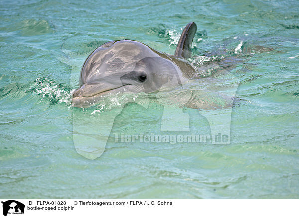 Groer Tmmler / bottle-nosed dolphin / FLPA-01828