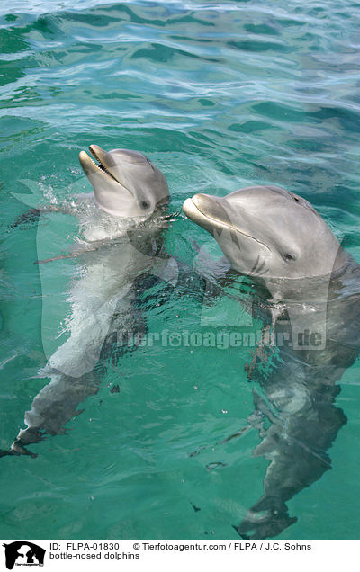 bottle-nosed dolphins / FLPA-01830