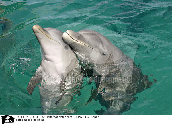 bottle-nosed dolphins / FLPA-01831