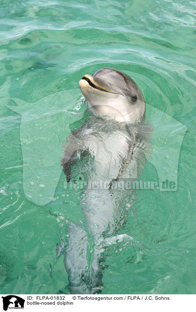 bottle-nosed dolphin / FLPA-01832