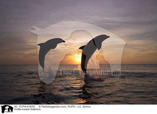 bottle-nosed dolphins / FLPA-01835