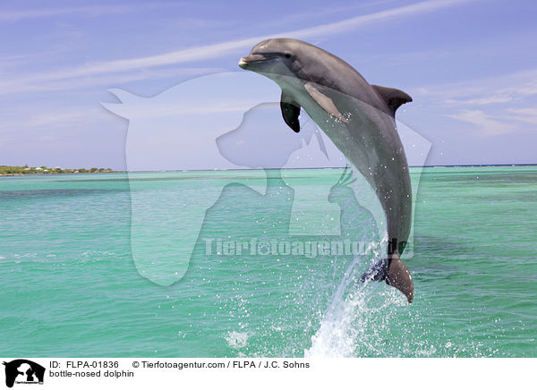 bottle-nosed dolphin / FLPA-01836