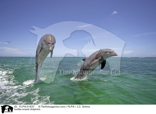 bottle-nosed dolphins / FLPA-01837