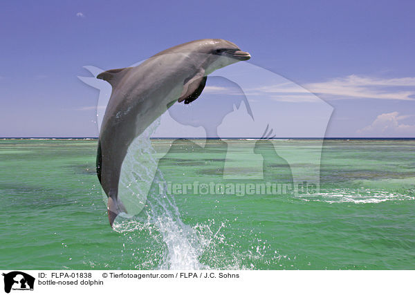 Groer Tmmler / bottle-nosed dolphin / FLPA-01838