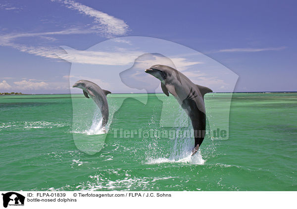 bottle-nosed dolphins / FLPA-01839