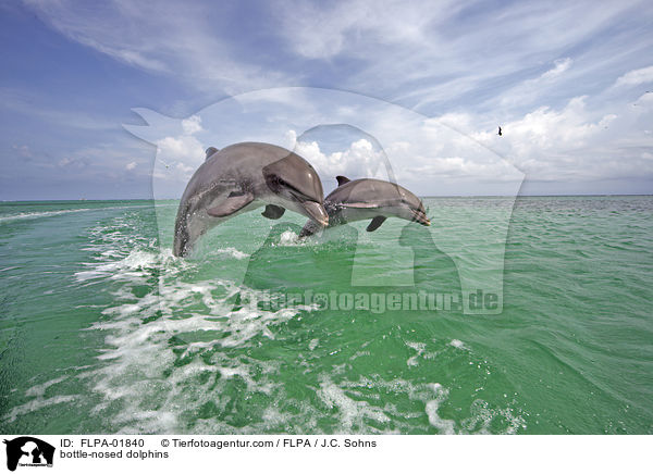 Groe Tmmler / bottle-nosed dolphins / FLPA-01840