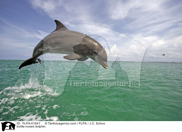Groer Tmmler / bottle-nosed dolphin / FLPA-01841