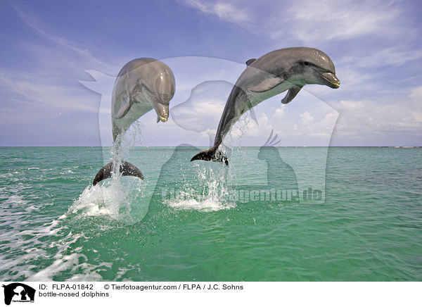 Groe Tmmler / bottle-nosed dolphins / FLPA-01842