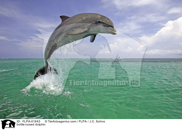 bottle-nosed dolphin / FLPA-01843