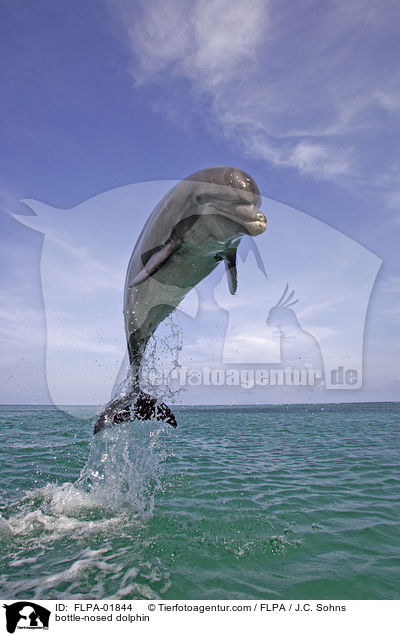 bottle-nosed dolphin / FLPA-01844