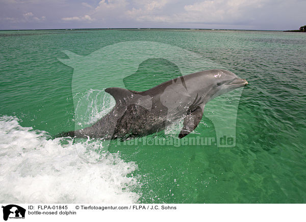 Groer Tmmler / bottle-nosed dolphin / FLPA-01845