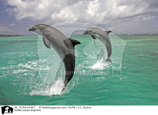 bottle-nosed dolphins / FLPA-01847