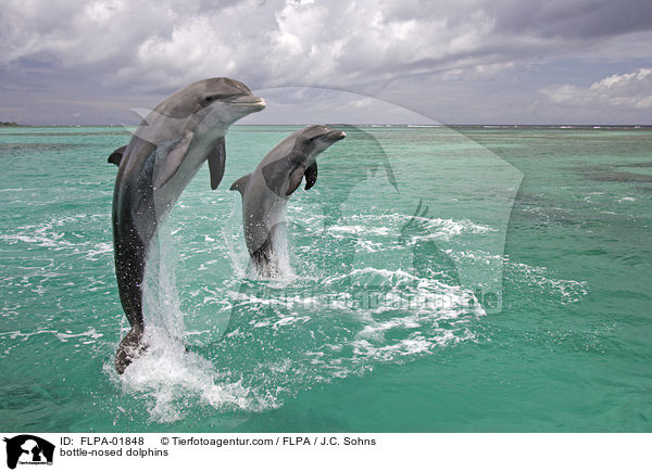 bottle-nosed dolphins / FLPA-01848