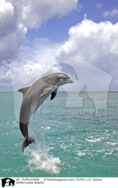 bottle-nosed dolphin / FLPA-01849
