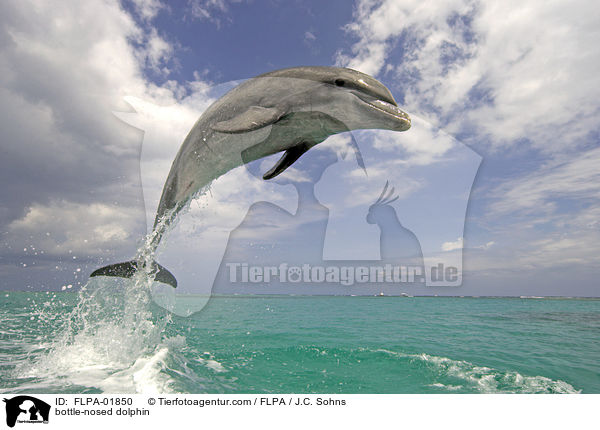 bottle-nosed dolphin / FLPA-01850