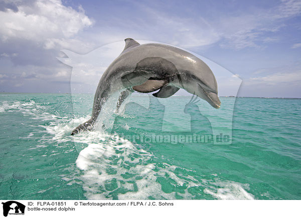 bottle-nosed dolphin / FLPA-01851
