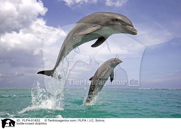 bottle-nosed dolphins / FLPA-01852