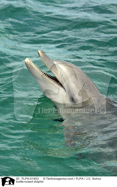 Groer Tmmler / bottle-nosed dolphin / FLPA-01853