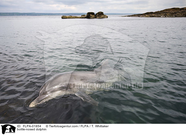 bottle-nosed dolphin / FLPA-01854