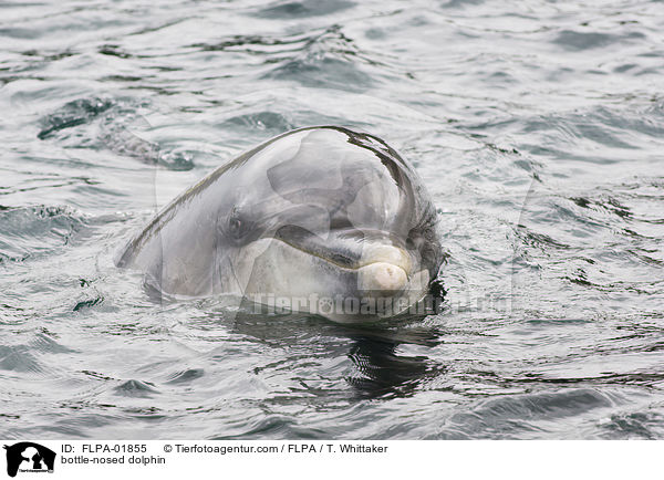 bottle-nosed dolphin / FLPA-01855