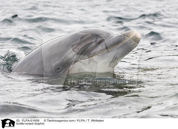 bottle-nosed dolphin / FLPA-01856