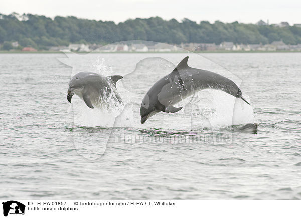 bottle-nosed dolphins / FLPA-01857