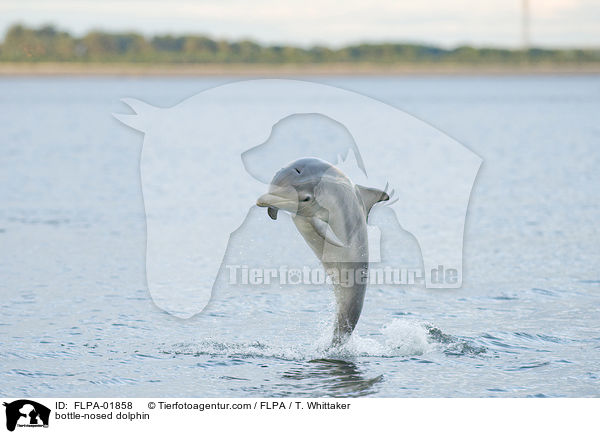 Groer Tmmler / bottle-nosed dolphin / FLPA-01858