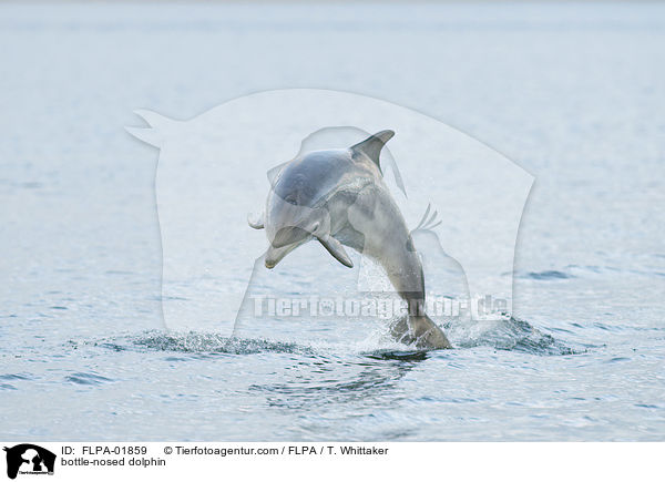 Groer Tmmler / bottle-nosed dolphin / FLPA-01859