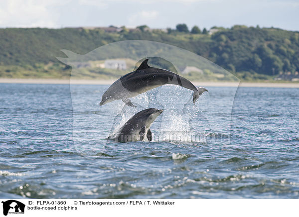 bottle-nosed dolphins / FLPA-01860