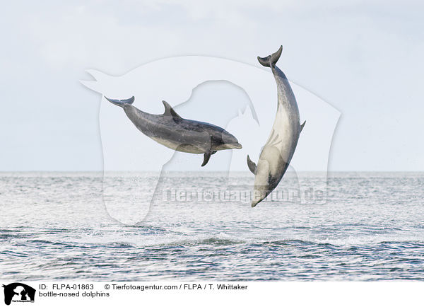 bottle-nosed dolphins / FLPA-01863