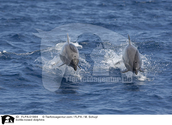bottle-nosed dolphins / FLPA-01864