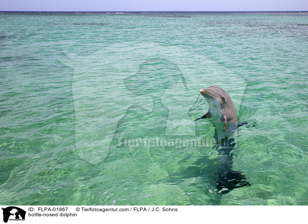 bottle-nosed dolphin / FLPA-01867