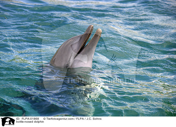 bottle-nosed dolphin / FLPA-01868