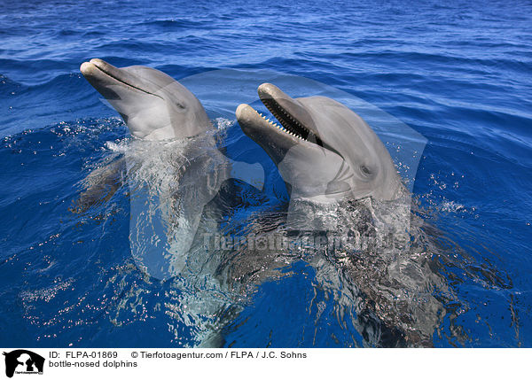 bottle-nosed dolphins / FLPA-01869