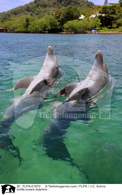 bottle-nosed dolphins / FLPA-01870