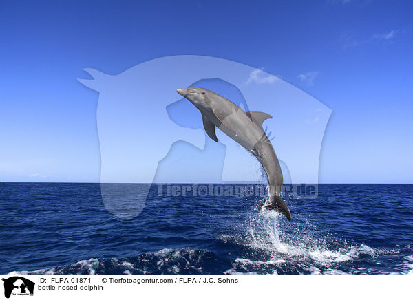 bottle-nosed dolphin / FLPA-01871