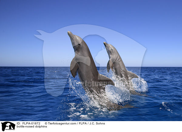 bottle-nosed dolphins / FLPA-01872