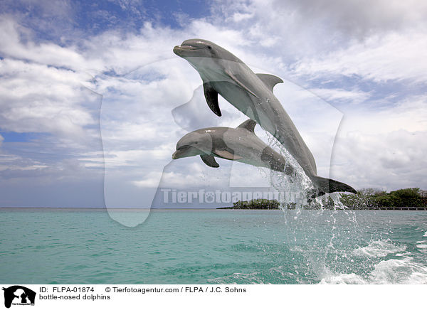 Groe Tmmler / bottle-nosed dolphins / FLPA-01874