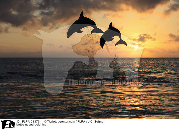 Groe Tmmler / bottle-nosed dolphins / FLPA-01876