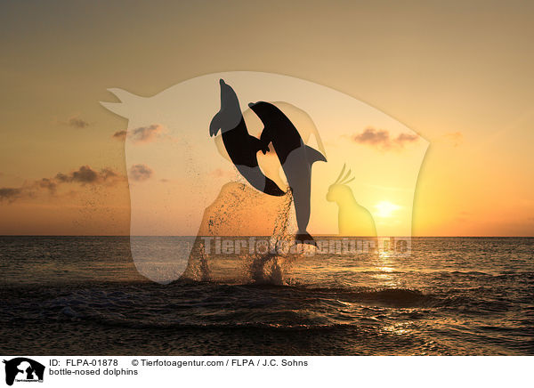 Groe Tmmler / bottle-nosed dolphins / FLPA-01878