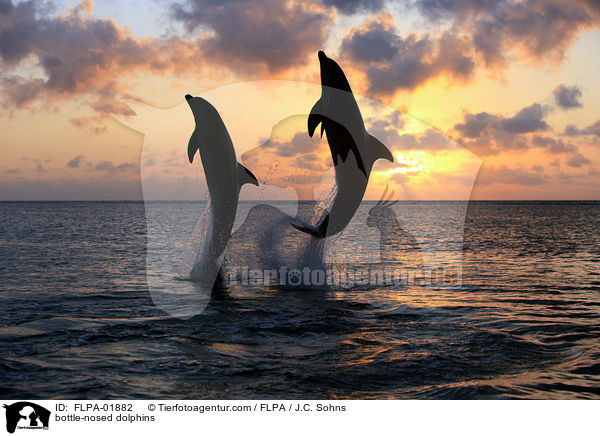 bottle-nosed dolphins / FLPA-01882